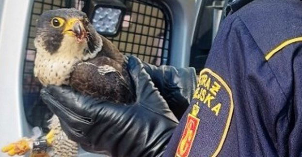 Niefortunna przygoda sokoła