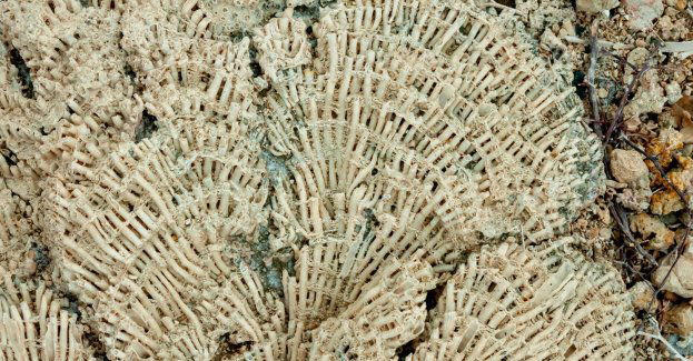 Okaz koralowca znaleziony na granicy podczas kontroli busa