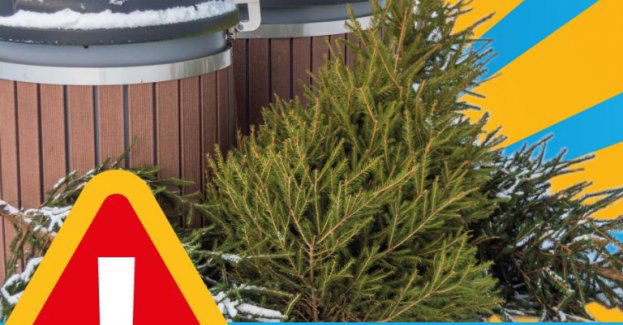 ZKZL przestrzega przez wyrzucaniem choinek do śmietników