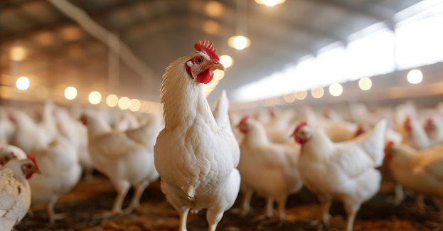 Rygory dotyczące chowu drobiu zmniejszą ilość chorób i poprawią jakość mięsa