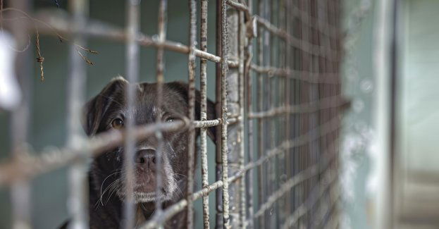 Kara więzienia w zawieszeniu dla właścicielki schroniska za znęcanie się nad psami