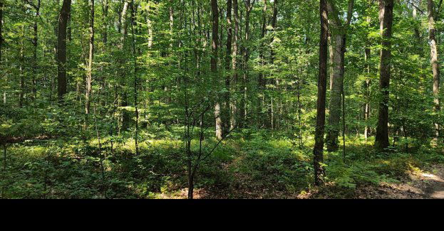 W niedzielę 6 sierpnia Zielona Łódź zaprasza na spacer