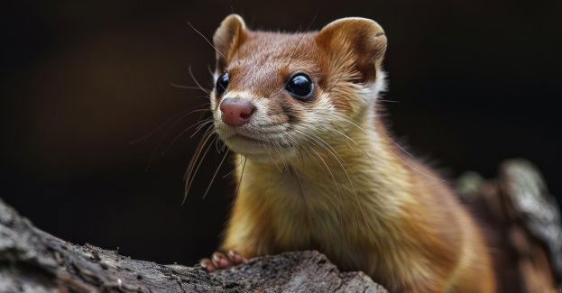 Sąd uniewinnił właścicieli fermy norek od zarzutu znęcania się nad zwierzętami