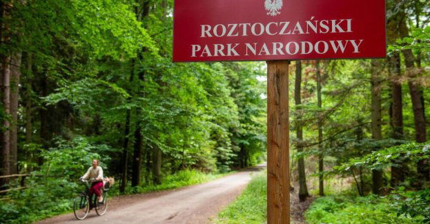 Na Roztoczu pierwszy raz zaobserwowano ściśle chronioną czarną pszczołę