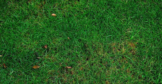 Ruda Śląska ma projekt odbetonowania i zazielenienia rynku