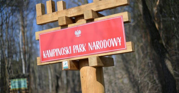 Pożar w Kampinoskim Parku Narodowym, spłonęło ćwierć hektara lasu