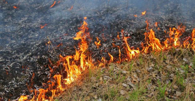 Spłonęło kilkanaście hektarów nieużytków, 65-letni podpalacz w rękach policji