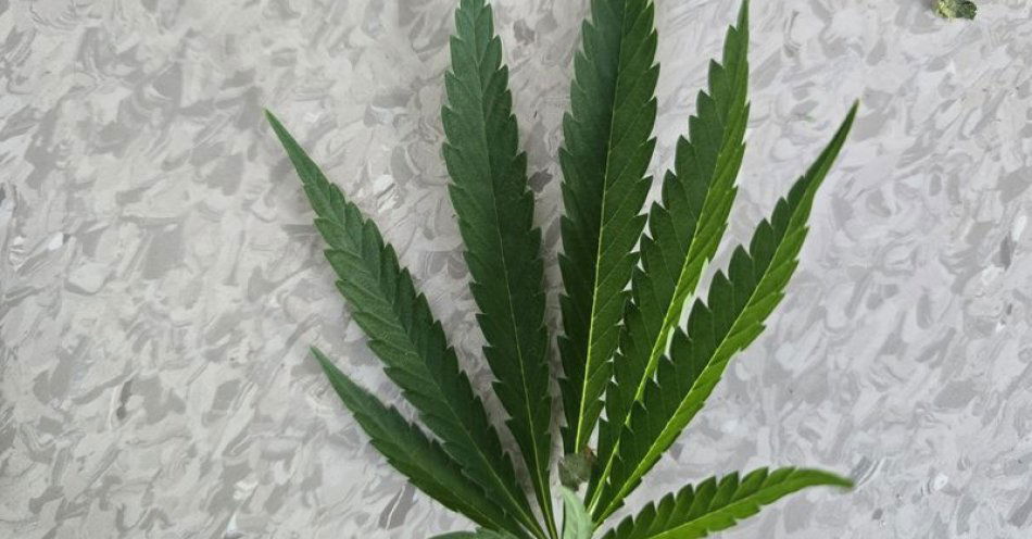 zdjęcie: Kryminalni z Dzierżoniowa rozbili nielegalną plantację konopi / fot. KPP w Dzierżonowie