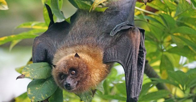 Nietoperze opuszczają swoje zimowe kryjówki