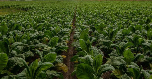 Zakaz sprzedaży aromatyzowanych wkładów do podgrzewania może zniszczyć branżę