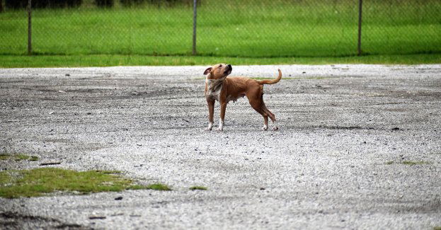 Nie przypilnował psa. Został ukarany mandatem