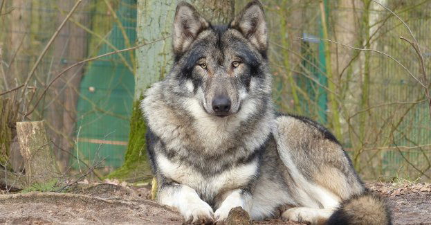 Wilk potrącony przez auto na S7 wrócił na wolność