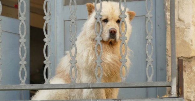 Pół roku więzienia za wyrzucenie psa przez balkon