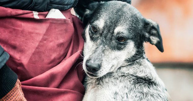 Kilka starszych psów znalazło nowe domy podczas akcji #zakochaj się w Seniorze