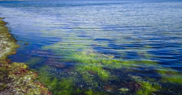 Woda powodziowa przyspieszy zakwit sinic w Morzu Bałtyckim