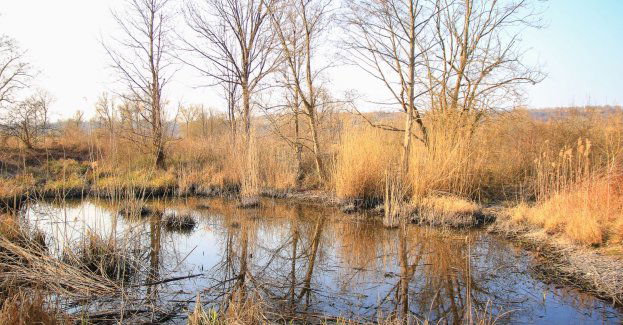Mokradła chronią nas w czasie powodzi i są niezbędne w przyrodzie