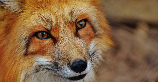 Straż miejska odłowiła lisa na klatce schodowej