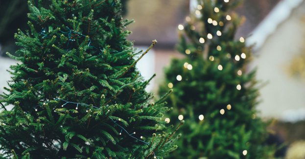 Mieszkańcy mogą oddać choinki w doniczkach do ponownego zasadzenia