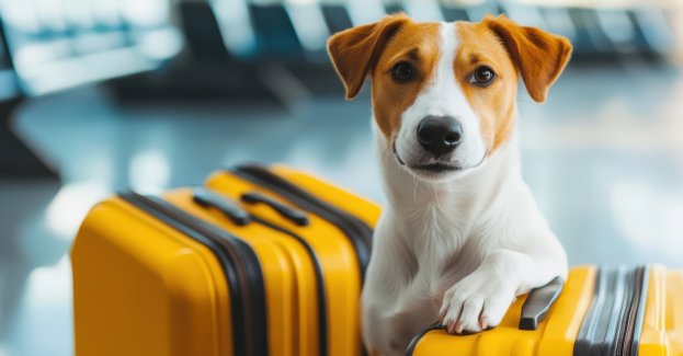 Psy na lotnisku dbają o bezpieczeństwo i wspierają pasażerów przed podróżą