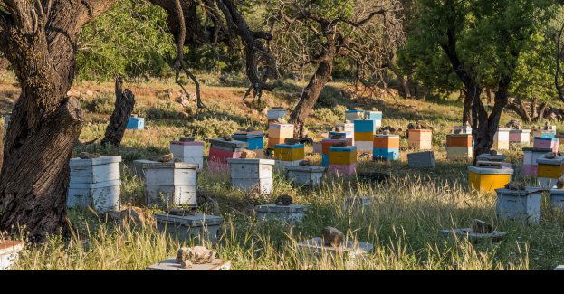 Wiosenne miodobranie z miejskiej pasieki