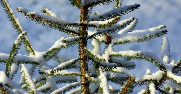 Przewoził choinkę na przedniej szybie auta