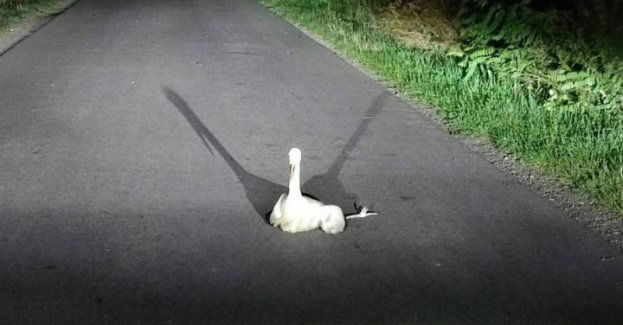 Pomogli bocianowi ze złamaną kończyną