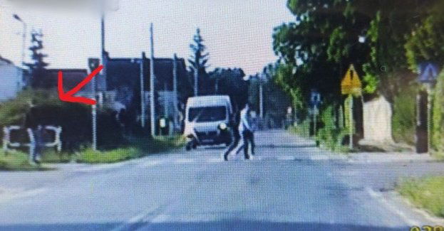 Nie przepuścił pieszego na pasach. Został ukarany wysokim mandatem