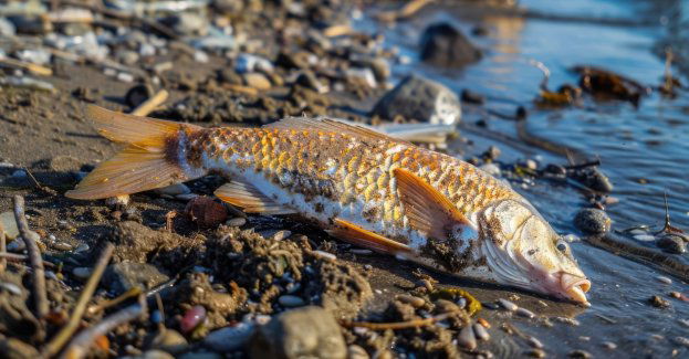 Blisko 500 kg śniętych ryb w jeziorze Dzierzgoń