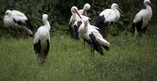 Lada dzień odlecą bociany