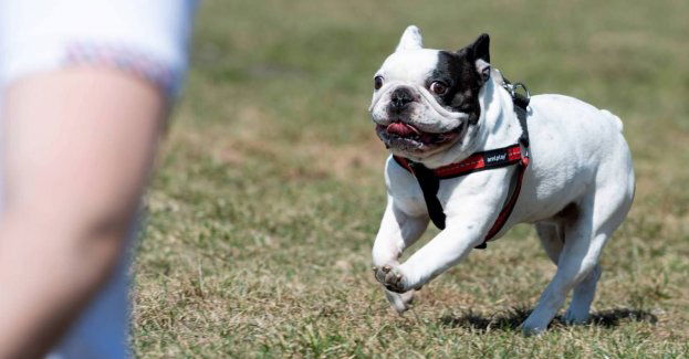 W hodowlach nie powinno się rozmnażać zwierząt, których cechy mogą wiązać się z cierpieniem czy bólem