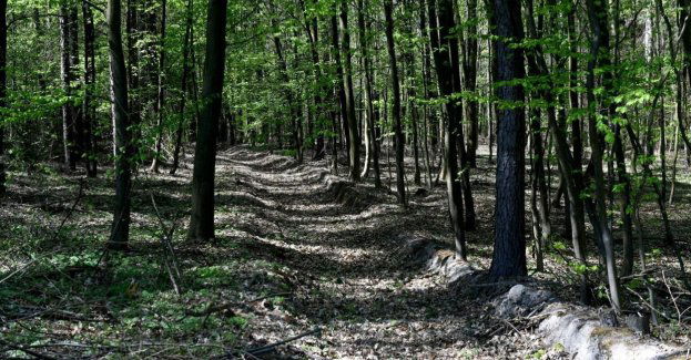 Duże zagrożenie pożarowe; w czwartek odnotowano 147 pożarów lasów