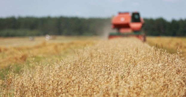 Mokre żniwa to poważne zagrożenie dla jakości plonów