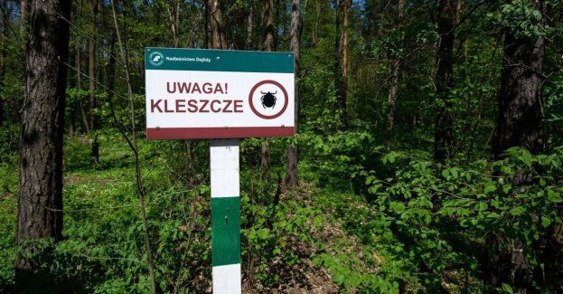 Kleszcza najłatwiej spotkać w wilgotnych lasach liściastych i mieszanych