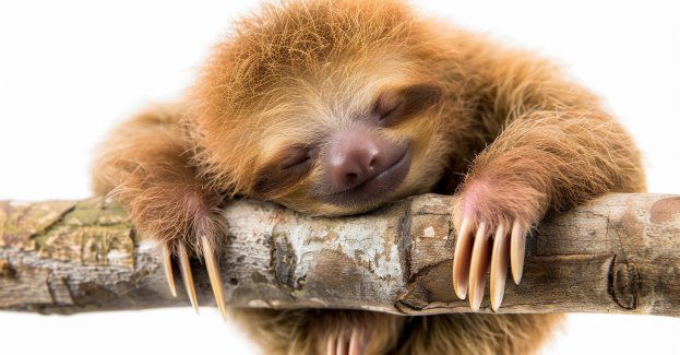 W zoo urodził się leniwiec - ogród czeka na propozycje imienia