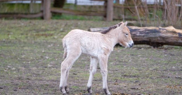 źrebak konia Przewalskiego otrzymał imię Rohan