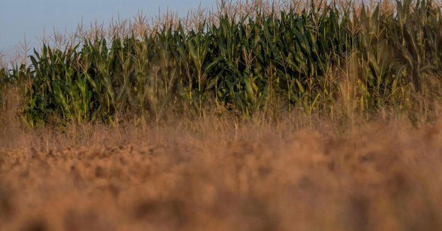 Zwłoki 64-latki na polu kukurydzy; policja zatrzymała syna kobiety