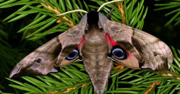 Ratowanie ciem może być równie ważne, co ratowanie pszczół