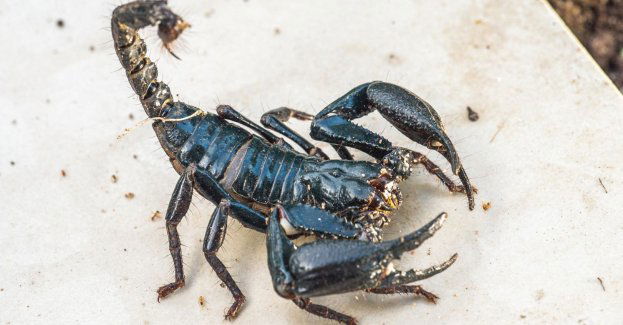Skorpion spacerował po ścianie kościoła Mariackiego