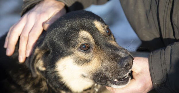 Właściciel zabitego w Słupcy psa usłyszał zarzut