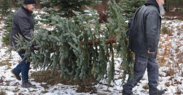 Leśnicy zachęcają do "choinkobrania" - samodzielnej wycinki choinki na plantacji