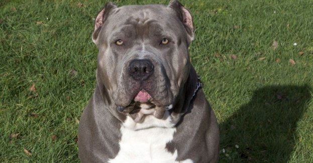 Uszkodził samochód przy pomocy… Pitbulla