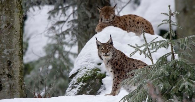 Maleje populacja rysi na Roztoczu; utrzymuje się liczba wilków