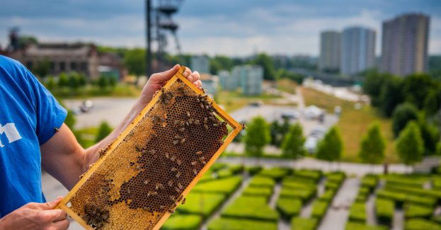 Miejskie ule w czterech lokalizacjach w Katowicach