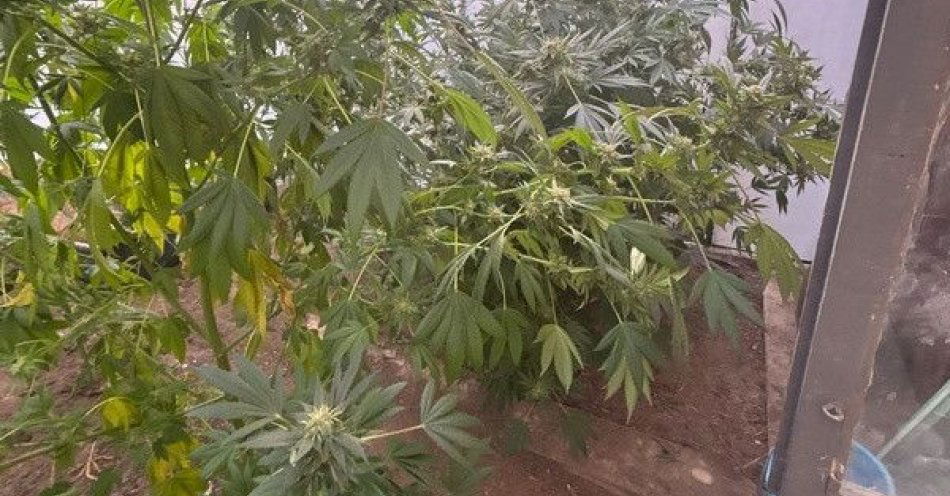 zdjęcie: Zatrzymany na ogródkach działkowych z nielegalną uprawą konopi / fot. KMP w Wrocławiu