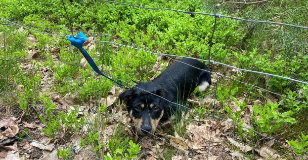 Policjanci ustalili właściciela psa pozostawionego w lesie
