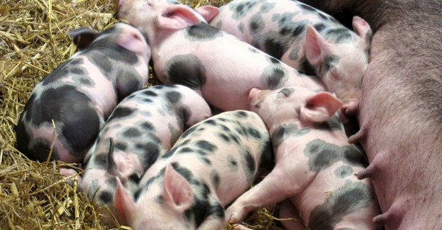 Areszt dla sprawcy podpalenia obory; padło ponad 30 zwierząt