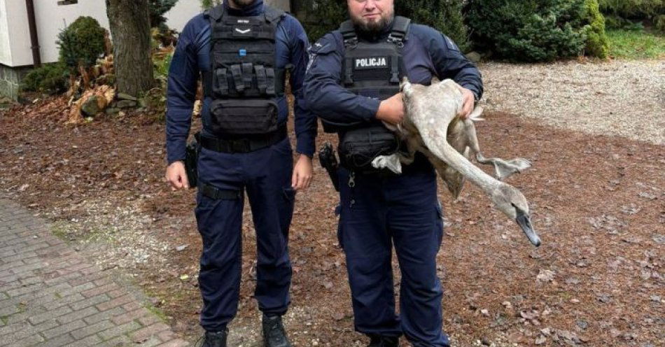 zdjęcie: Policjanci uratowali młodego łabędzia owiniętego sznurkiem / fot. KMP w Olsztynie