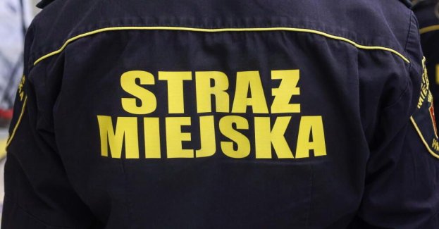 łeb i skóra dzika przy rondzie Wiatraczna