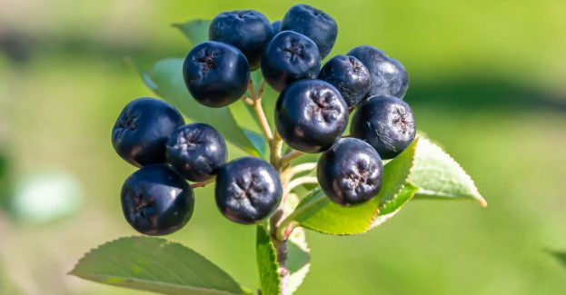 Kluczem do rozpoznania czy leśny owoc jest jadalny, jest wygląd całej rośliny