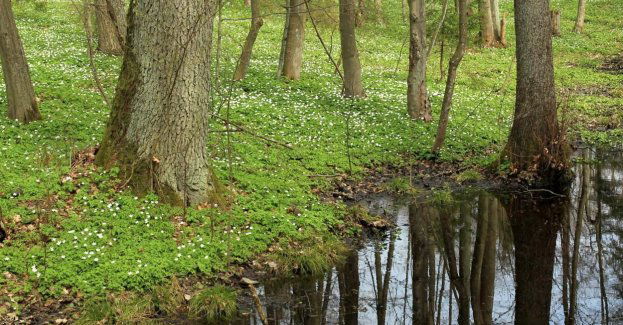 Europejskie rośliny leśne migrują z prędkością 3,5 km rocznie